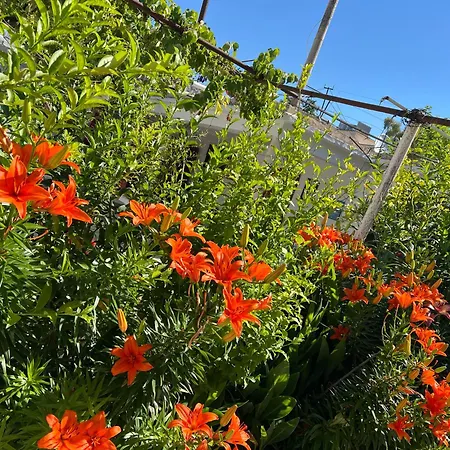 Villa Green 3* Vlorë